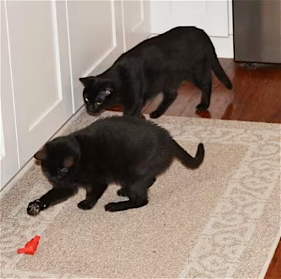 Adopt LUNA in #Concord, CA!!!
adoptapet.com/pet/40749515-o…
#AdoptDontShop #Caturday #BlackCats