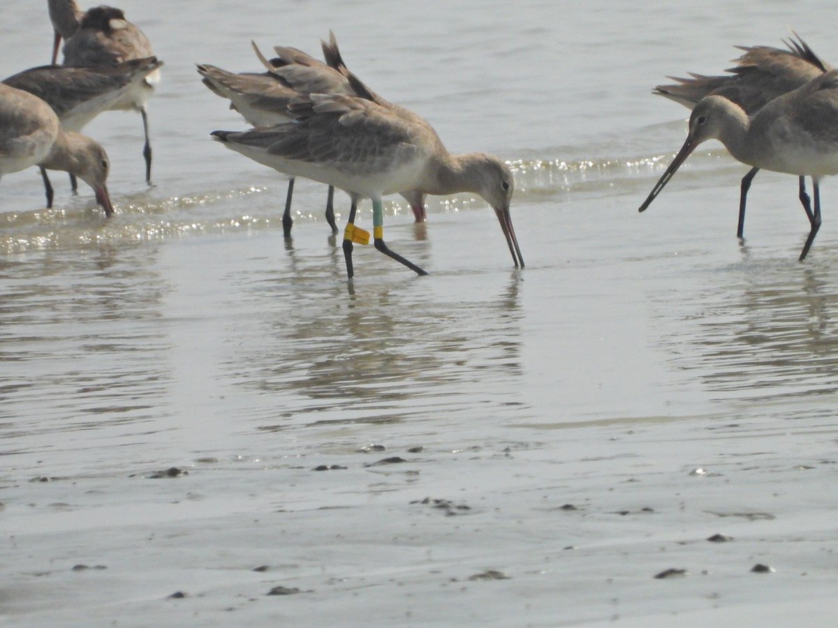 Global Flyway Network (@globalflyway) on Twitter photo The indefatigable Shariful Islam of Team <a href="/DelipDasBisharg/">Delip Das Bisharga</a> found black-tailed #godwit MRIDUL and other individually marked #godwits in the shallows between Nijhum Dweep and Domar Char in Bay of Bengal, #Bangladesh. Looked good! You can follow MRIDUL too! globalflywaynetwork.org/tracks/species… The indefatigable Shariful Islam of Team <a href="/DelipDasBisharg/">Delip Das Bisharga</a> found black-tailed #godwit MRIDUL and other individually marked #godwits in the shallows between Nijhum Dweep and Domar Char in Bay of Bengal, #Bangladesh. Looked good! You can follow MRIDUL too! globalflywaynetwork.org/tracks/species…