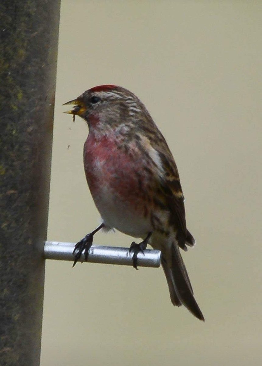 CRAIG LINFORD tweet media