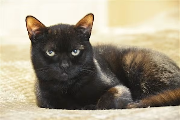 Adopt LITTLE in #Concord, CA!!!
adoptapet.com/pet/40749294-o…

#AdoptDontShop #CatsofTwittter #BlackCats