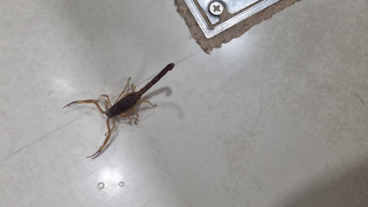 SebaLeonardi's tweet photo. @Arachno_Cosas que especie es?. Es de importancia médica?. Lo vimos en el baño del aeropuerto de La Rioja. Gracias!!. #alacrán #escorpion https://t.co/UXqSTn6lsB