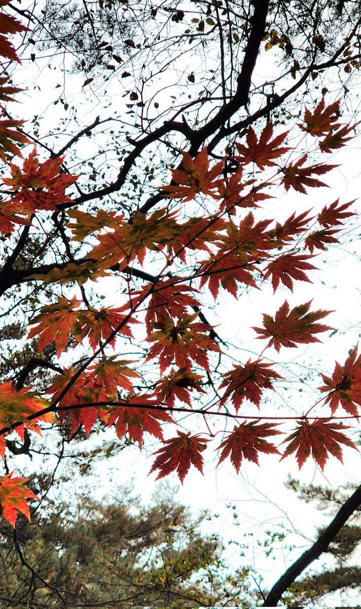 CN_SSR's tweet photo. Гора Мёхян 🍁🍃
#DPRK #КНДР 🇰🇵 https://t.co/Tx5rnnamGD