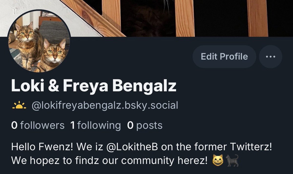 LokitheB's tweet image. Fwenz! We are sorriez for silencez! But The Human has decided to followz our Fwenz to the Other Place (Blue Skiez?). We will remainz here but also hopez to findz some of you over therez! #CatsofTwittter #CatsOfX #teambengal #bengalcats