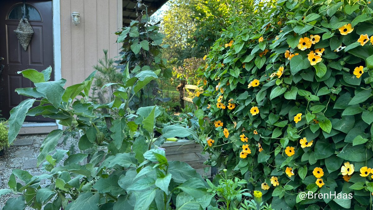 Did you have a winner in your garden this year?  The (Thunbergia alata) Black eye susan vine came back from seed planted the year before and I can't stop raving about it.  Do you have a favorite?  #gardening #gardenfromseed #gardeningX #gardenchat