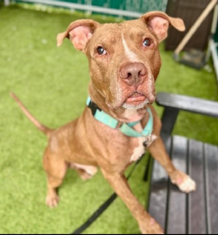 Very sad news 😭💔
Young Tucker was killed today by #NYCACC 💔🤬
RIP Young Tucker, we loved you💔😭🌈