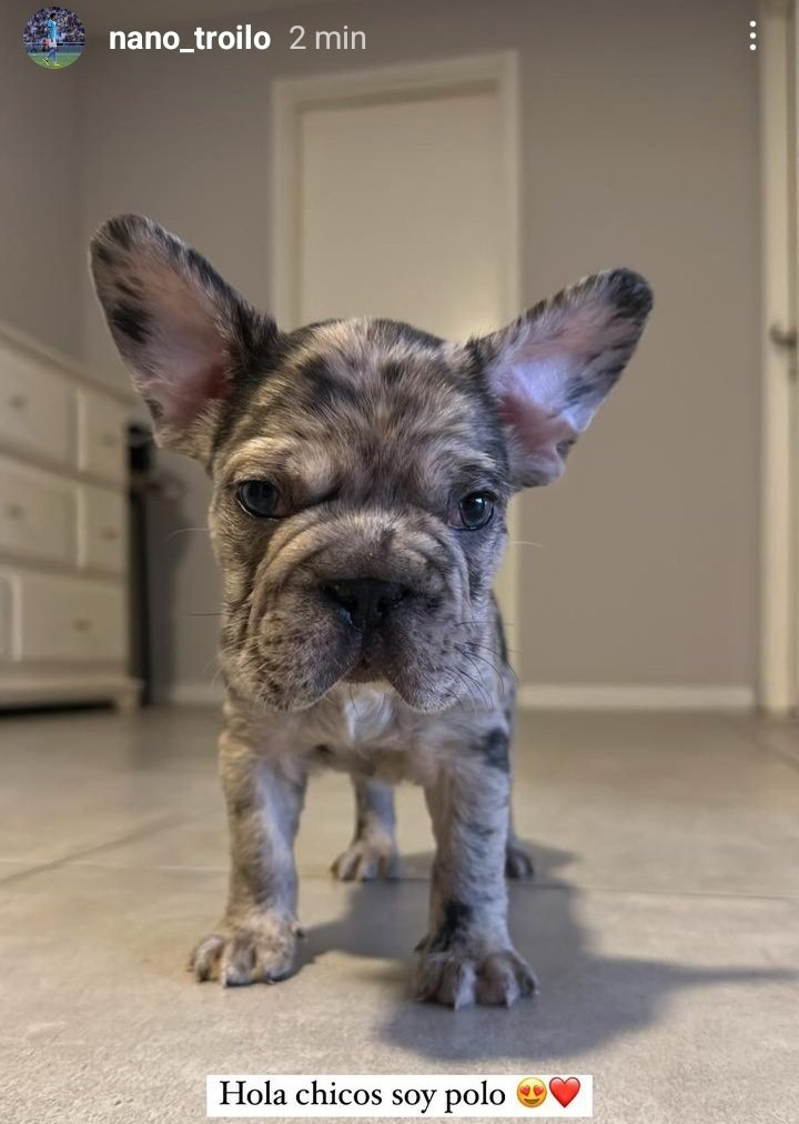 LA TROILONETA tweet media