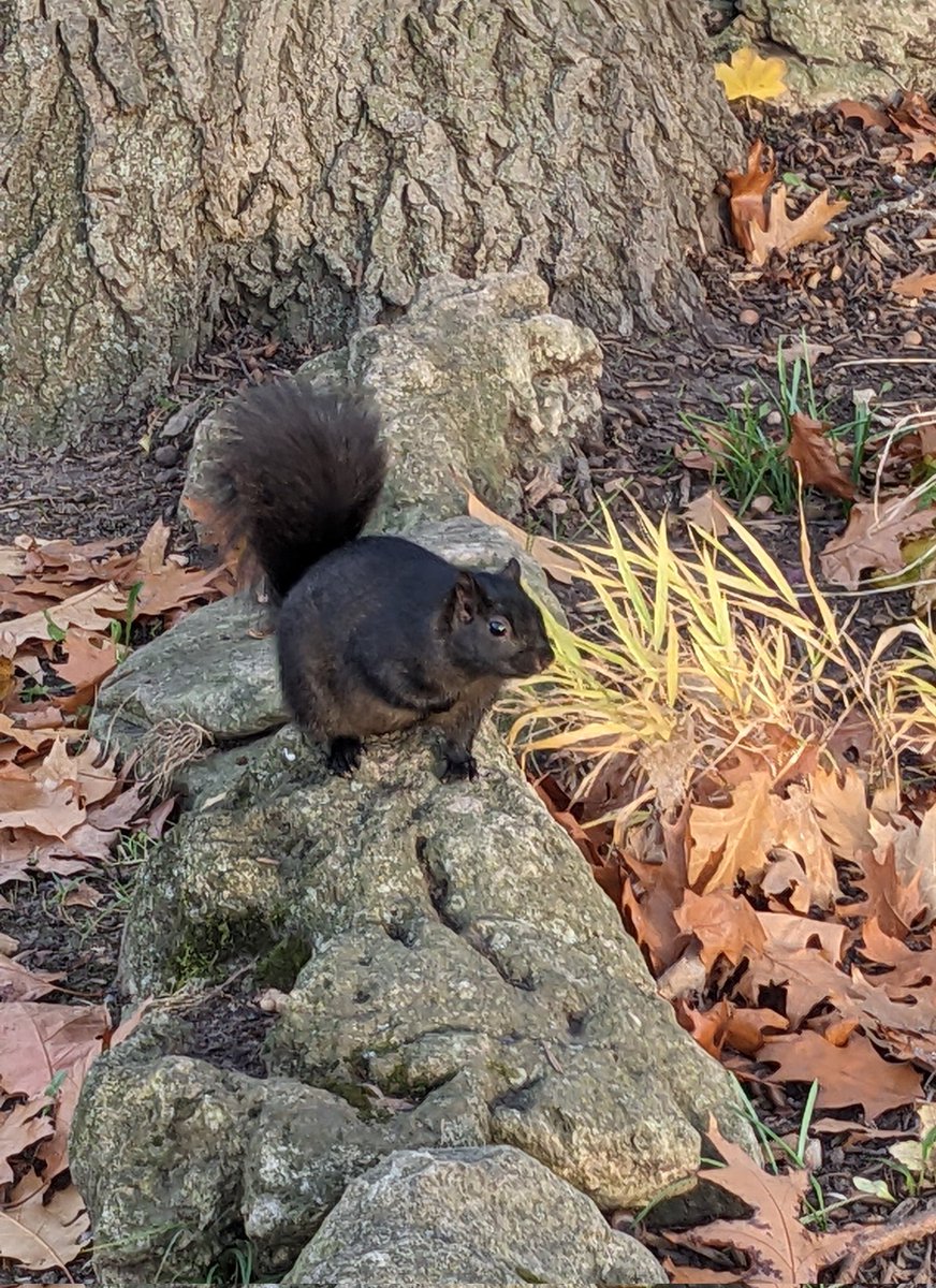 diurnal moth fan tweet media