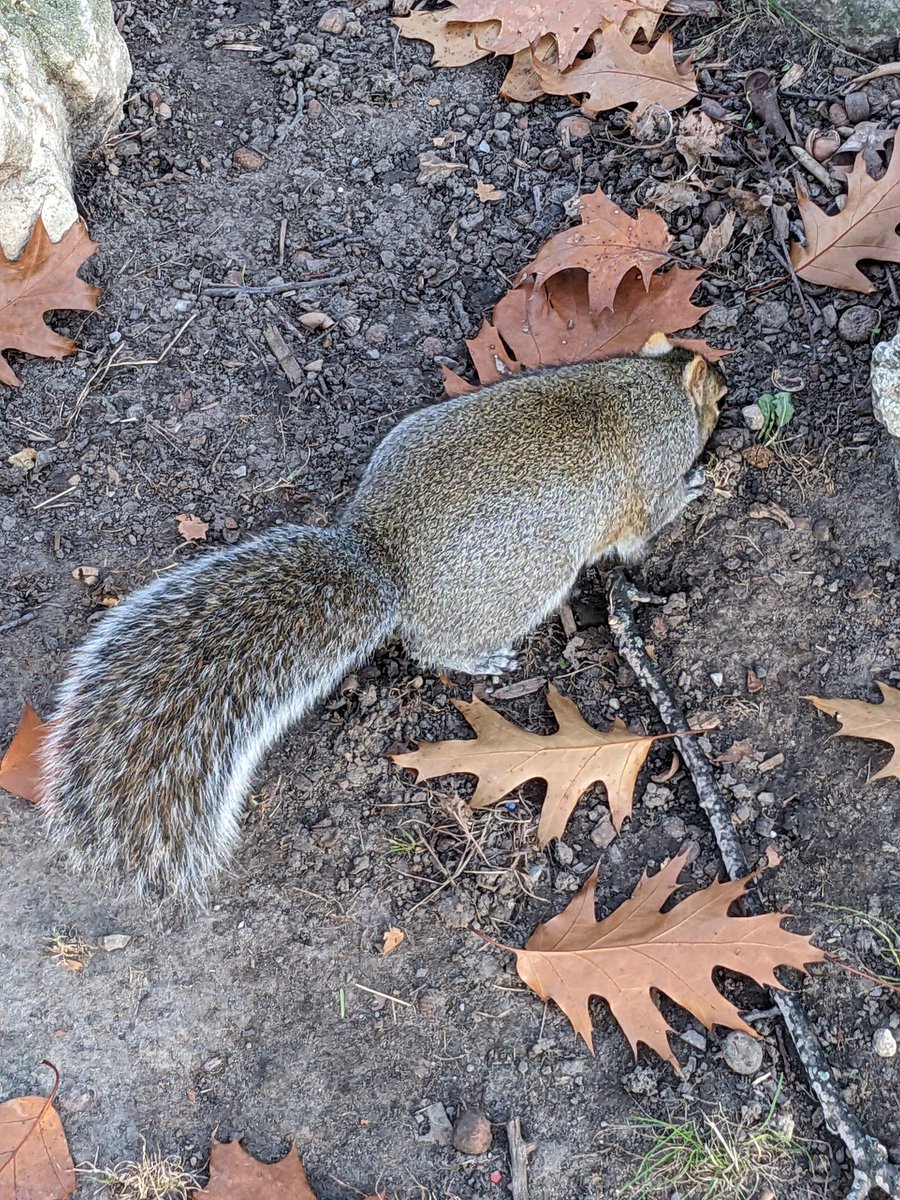 diurnal moth fan tweet media