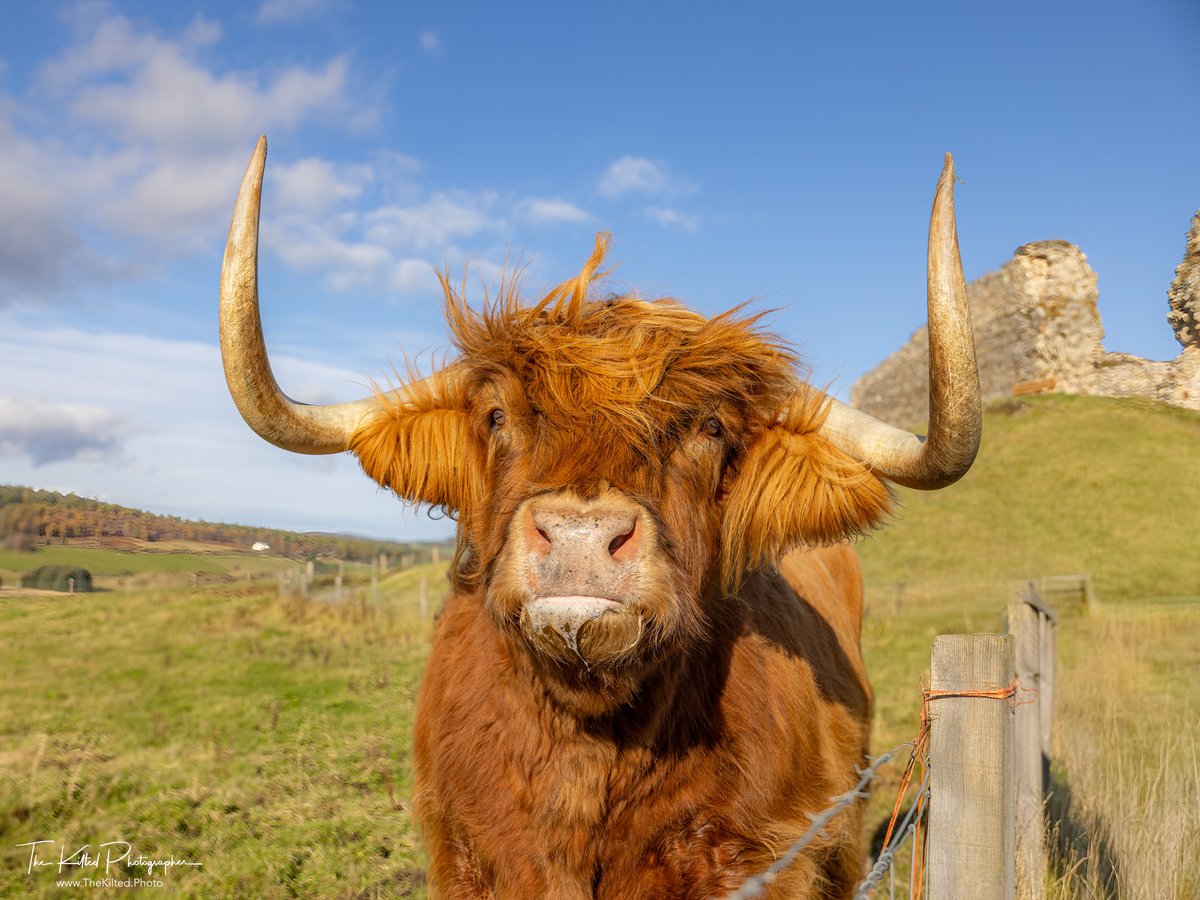 TheKiltedPhoto's tweet photo. So sad to hear this news about Murdo and Buster at Castle Roy, you both always brought a smile to The Wee Kilted Photographer and I's face when we visited. Thank you both for being the guardians of Castle Roy and bringing us joy.
#CastleRoy #Scotland #Coos #Coosday #TheKiltedPhoto #TheKiltedPhotographer #sheep