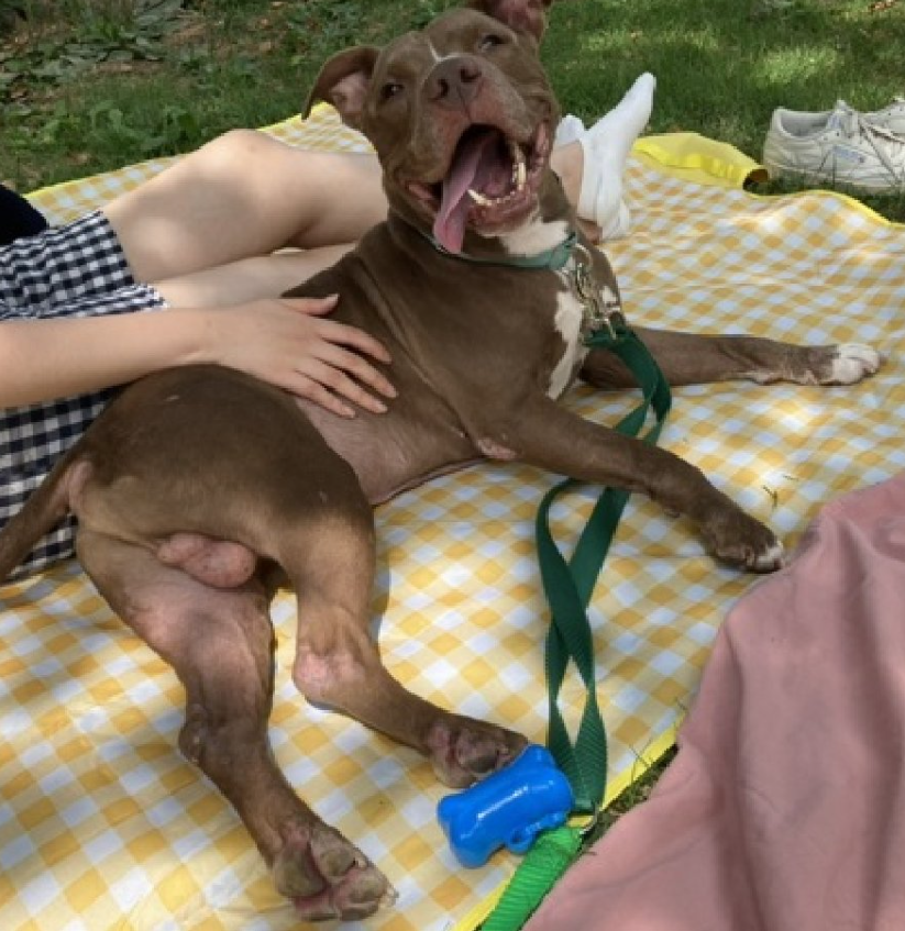This is how I will remember Young Tucker 
Just a good boy enjoying a day in the park 
Before the system at #NYCACC failed him 
Before we failed him 

Baby, I am so sorry 😭💔