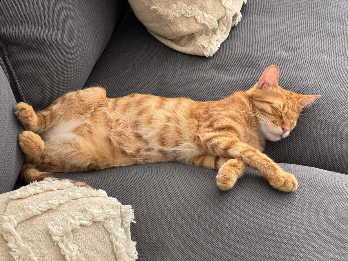 HibbaAbbas's tweet photo. Och idag fick jag dessa bilder av tjejen som adopterade henne 😭😭 https://t.co/hlTs7xNCpk