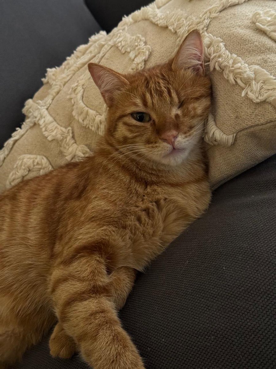 HibbaAbbas's tweet photo. Och idag fick jag dessa bilder av tjejen som adopterade henne 😭😭 https://t.co/hlTs7xNCpk