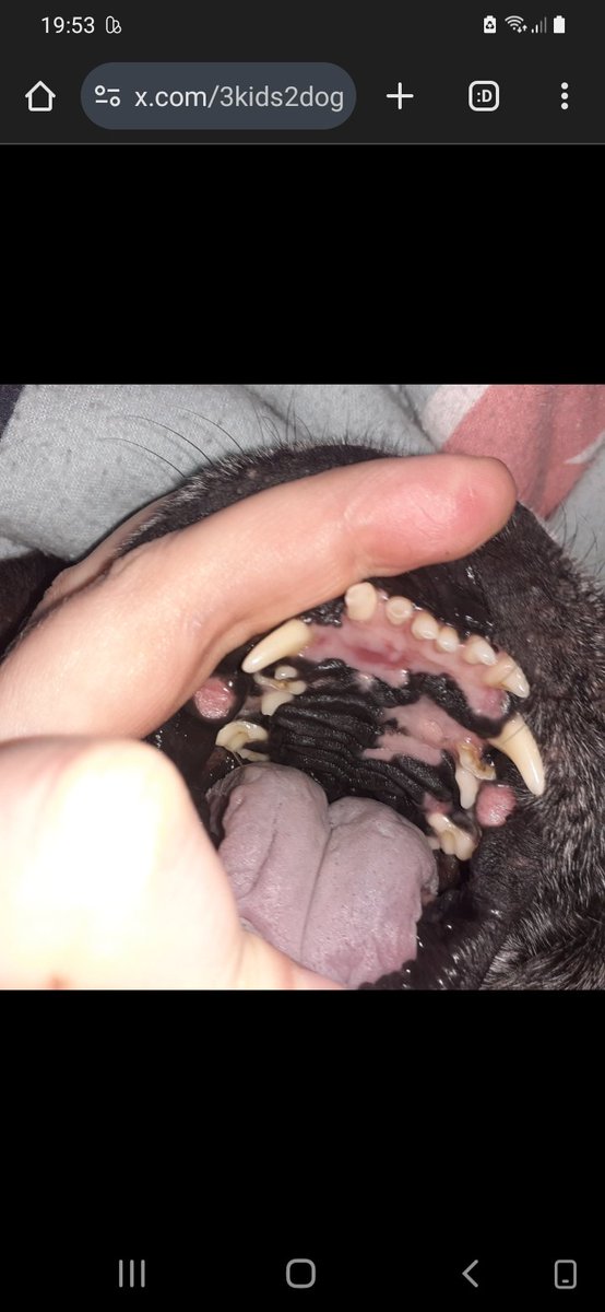 3kids2dogs1life's tweet photo. #twitterrudel🐶 Pfreunde, ich habe jetzt für mein #Zahnfleisch eine klebrige #Medizin . Da pfreu ich mich auf #Leberwurst aus der Tube und dann ist das nur Salbe die bääh ist 😤🤨. Aber der #Tumor ist viel kleiner, schaut mal: https://t.co/wcxt4t7Del