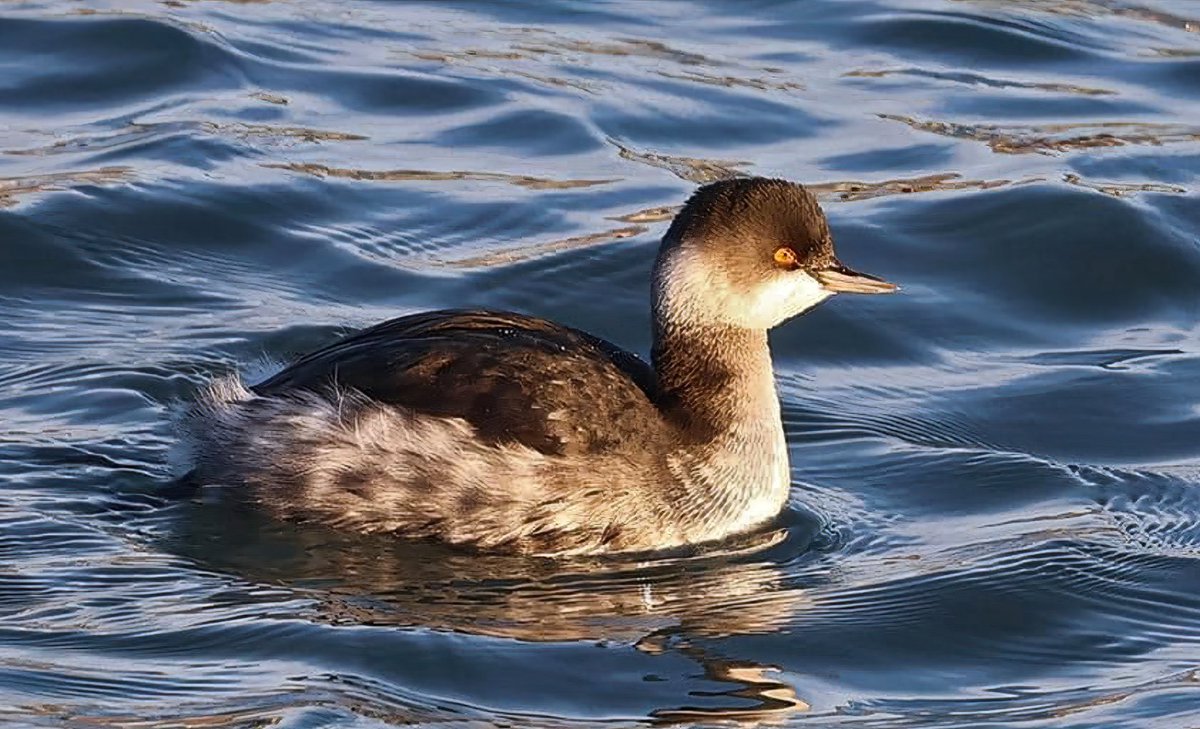 Black-necked Grebe, Podiceps nigricollis photographed at Höfn yesterday by Kristján Reynir - the 1st record for Iceland