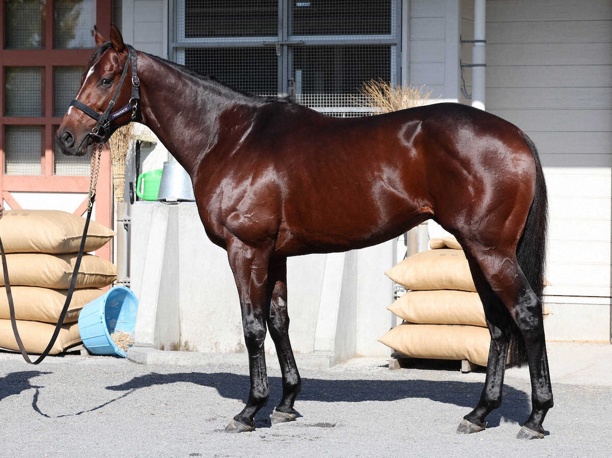 winkeiba_dm's tweet image. 【ジャパンC】ドウデュース100点　深み増した毛ヅヤが“円熟の証”｜WIN!競馬 winkeiba.jp/news/article?F…