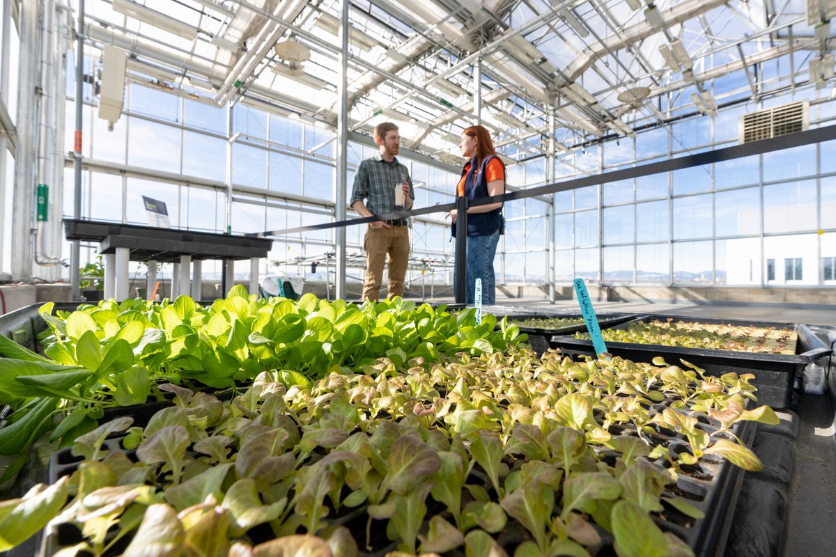 ColoradoStateU's tweet image. Committed to GREEN and gold 🌱♻️

CSU is 9th on @ThePrincetonRev’s Guide to Green Colleges.

It&apos;s also CSU&apos;s 11th straight year on the publication&apos;s Green College Honor Roll for institutions that earn a perfect score in its Green Rating.

➡️ col.st/BUBy7