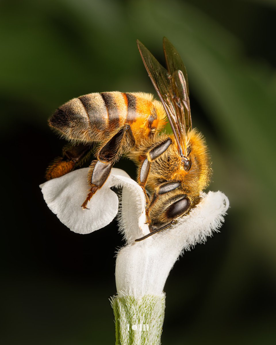 pixonoid's tweet photo. One of my favorite macro shots of bees
#macro 🐝 https://t.co/LBXlofCV9V