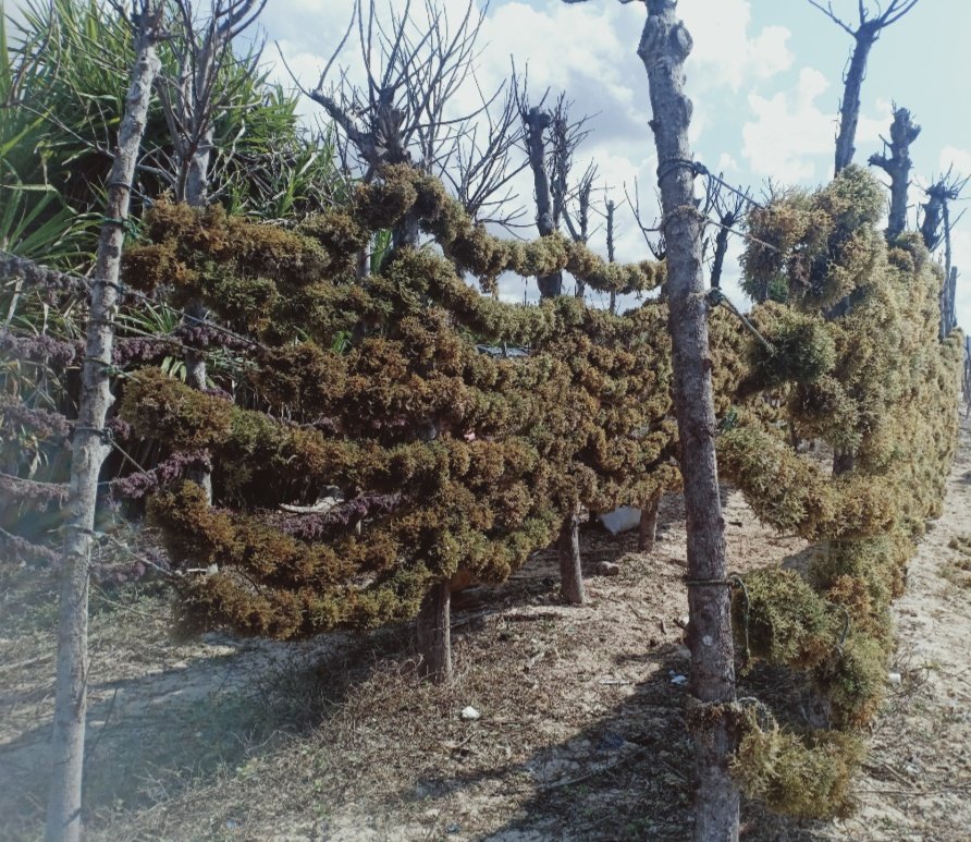 LabuYuslinda's tweet photo. Senin (18/11/2024),  Yuslinda Labu, Luhkan Sabu Raijua, di POKDAKAN Ruba Dara Deo Ds Bebae, mendampingi panen rumput laut, teknik Lepas Dasar, sebanyak 240 kg, harga 8.000/kg
#GiatLuhkanSatminkalGONDOL 
#SabuRaijua
#Panen https://t.co/q4aLChG8f2