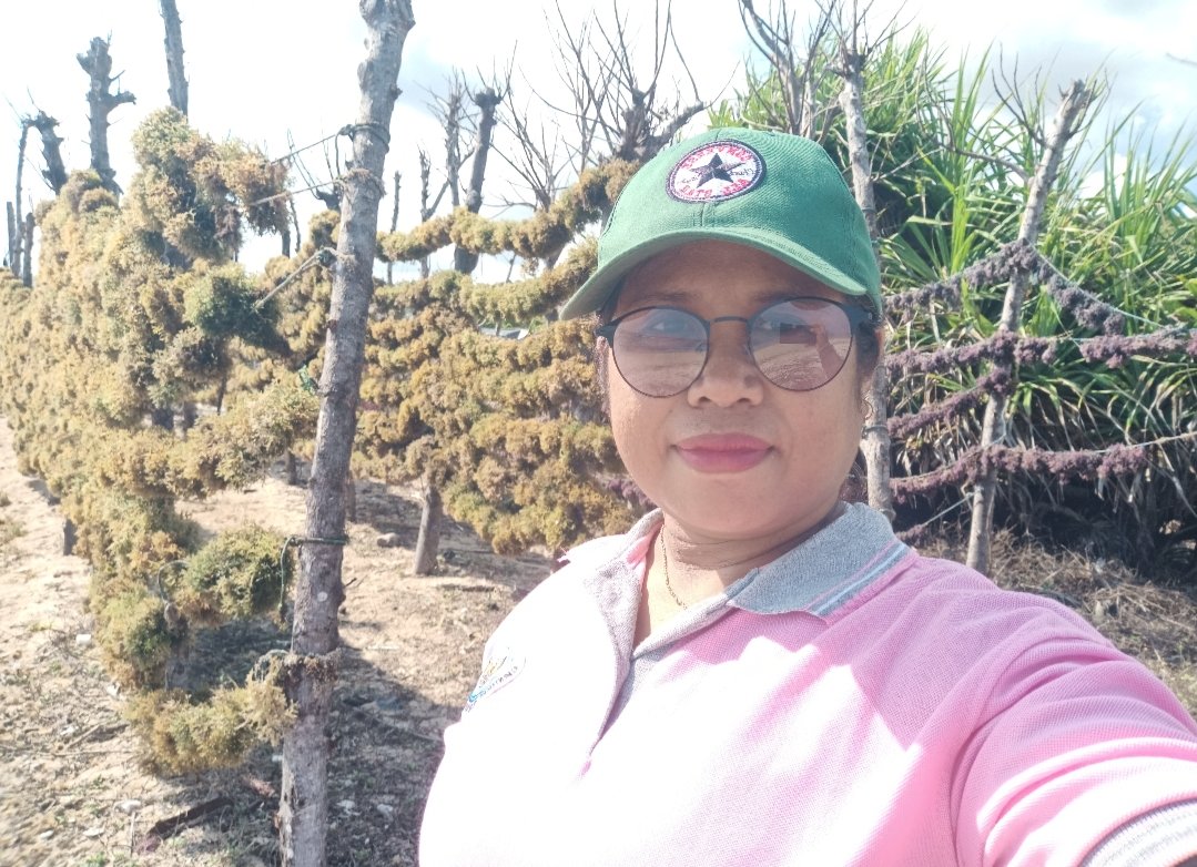 LabuYuslinda's tweet photo. Senin (18/11/2024),  Yuslinda Labu, Luhkan Sabu Raijua, di POKDAKAN Ruba Dara Deo Ds Bebae, mendampingi panen rumput laut, teknik Lepas Dasar, sebanyak 240 kg, harga 8.000/kg
#GiatLuhkanSatminkalGONDOL 
#SabuRaijua
#Panen https://t.co/q4aLChG8f2