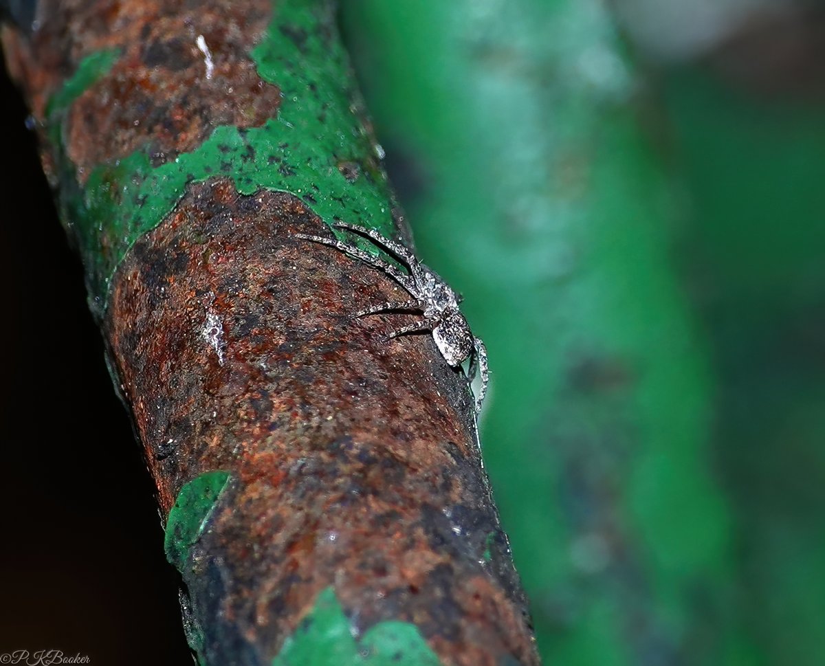 'PK' 🏳️🌈 (@pkbook22) on Twitter photo A bit of a rarity outside of London - Philodromus buxi
<a href="/btnhovewildlife/">B & H Wildlife Forum</a> <a href="/SussexWildlife/">Sussex Wildlife Trust 🦔</a> <a href="/HavelockRoadBtn/">Havelock Road Brighton</a> <a href="/ECO21st/">Eco21st</a> <a href="/NearbyWild/">NearbyWild #RewildTheEarth 🍃💚🍃</a> <a href="/Kate_Bradbury/">Kate Bradbury 🏳️🌈</a> <a href="/NatureUK/">NatureUK</a> <a href="/Natures_Voice/">RSPB</a> <a href="/SussexWildSoc/">Sussex Uni Wild Soc</a> <a href="/CoolBrighton/">Cool Brighton</a> <a href="/EcoRecording/">EcoRecord</a> <a href="/WildlifeComms/">Wildlife Communications</a> <a href="/NatureIn_Focus/">Nature inFocus</a> <a href="/SxBRC/">Sussex Biodiversity</a> <a href="/Britnatureguide/">The British Nature Guide</a> <a href="/BritishSpiders/">BAS</a> A bit of a rarity outside of London - Philodromus buxi
<a href="/btnhovewildlife/">B & H Wildlife Forum</a> <a href="/SussexWildlife/">Sussex Wildlife Trust 🦔</a> <a href="/HavelockRoadBtn/">Havelock Road Brighton</a> <a href="/ECO21st/">Eco21st</a> <a href="/NearbyWild/">NearbyWild #RewildTheEarth 🍃💚🍃</a> <a href="/Kate_Bradbury/">Kate Bradbury 🏳️🌈</a> <a href="/NatureUK/">NatureUK</a> <a href="/Natures_Voice/">RSPB</a> <a href="/SussexWildSoc/">Sussex Uni Wild Soc</a> <a href="/CoolBrighton/">Cool Brighton</a> <a href="/EcoRecording/">EcoRecord</a> <a href="/WildlifeComms/">Wildlife Communications</a> <a href="/NatureIn_Focus/">Nature inFocus</a> <a href="/SxBRC/">Sussex Biodiversity</a> <a href="/Britnatureguide/">The British Nature Guide</a> <a href="/BritishSpiders/">BAS</a>