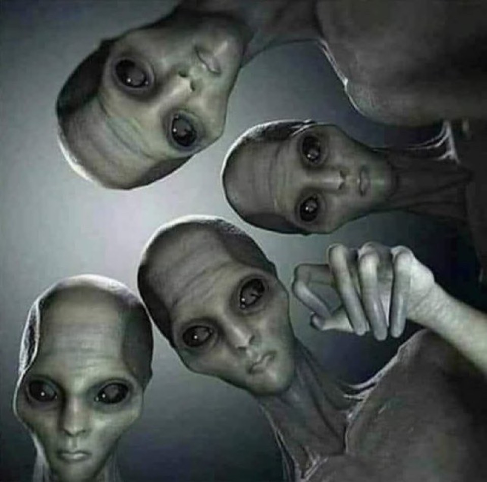 Not Elon Musk tweet media