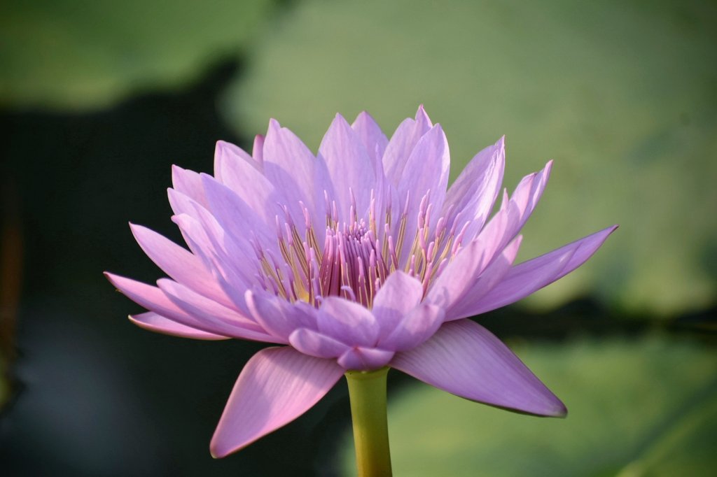 おはようございます🐇🌿🌺

#睡蓮