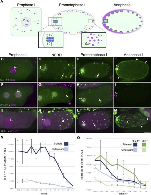 RockUPress's tweet image. In @JCellBiol, Christopher Sorensen Turpin, Joshua Bembenek @BembenekLab et al. @WayneMedicine show that separase localization is precisely regulated to control chromosome segregation and exocytosis during #anaphase.
hubs.la/Q02Yx1ZC0
#CellDivision