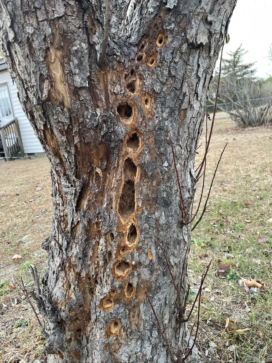 KrishnaMathias's tweet photo. @BugQuestions 
Can someone tell me what is doing this to this tree? https://t.co/Hv1Y9Pv2k8