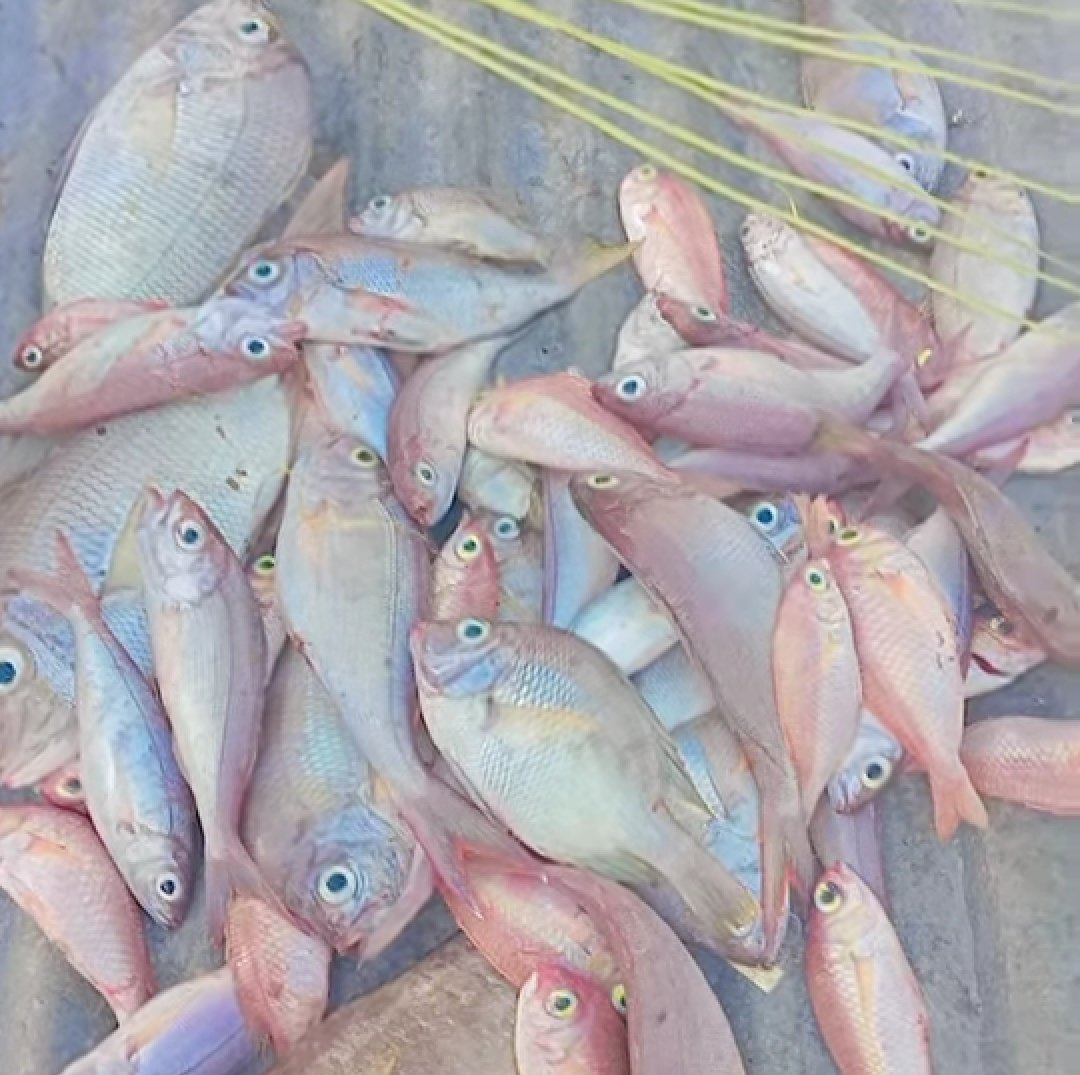 LabuYuslinda's tweet photo. Selasa (19/11/2024), Yuslinda Labu, Luhkan Sabu Raijua, di KUB Satria Kasih, Ds Bebae, melaporkan tangkapan ikan Kakap, Dusun dan Gandola dengan alat tangkap pancing sebanyak  45 kg, harga jual Rp. 35.000/kg.
#GiatLuhkanSatminkalGONDOL 
#SabuRaijua
#Tangkap https://t.co/B4DSrOeelz