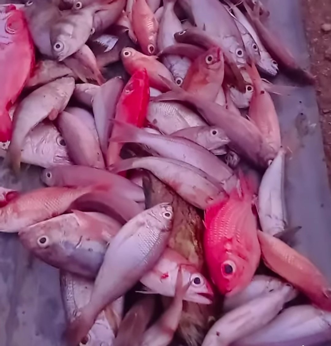 LabuYuslinda's tweet photo. Selasa (19/11/2024), Yuslinda Labu, Luhkan Sabu Raijua, di KUB Satria Kasih, Ds Bebae, melaporkan tangkapan ikan Kakap, Dusun dan Gandola dengan alat tangkap pancing sebanyak  45 kg, harga jual Rp. 35.000/kg.
#GiatLuhkanSatminkalGONDOL 
#SabuRaijua
#Tangkap https://t.co/B4DSrOeelz