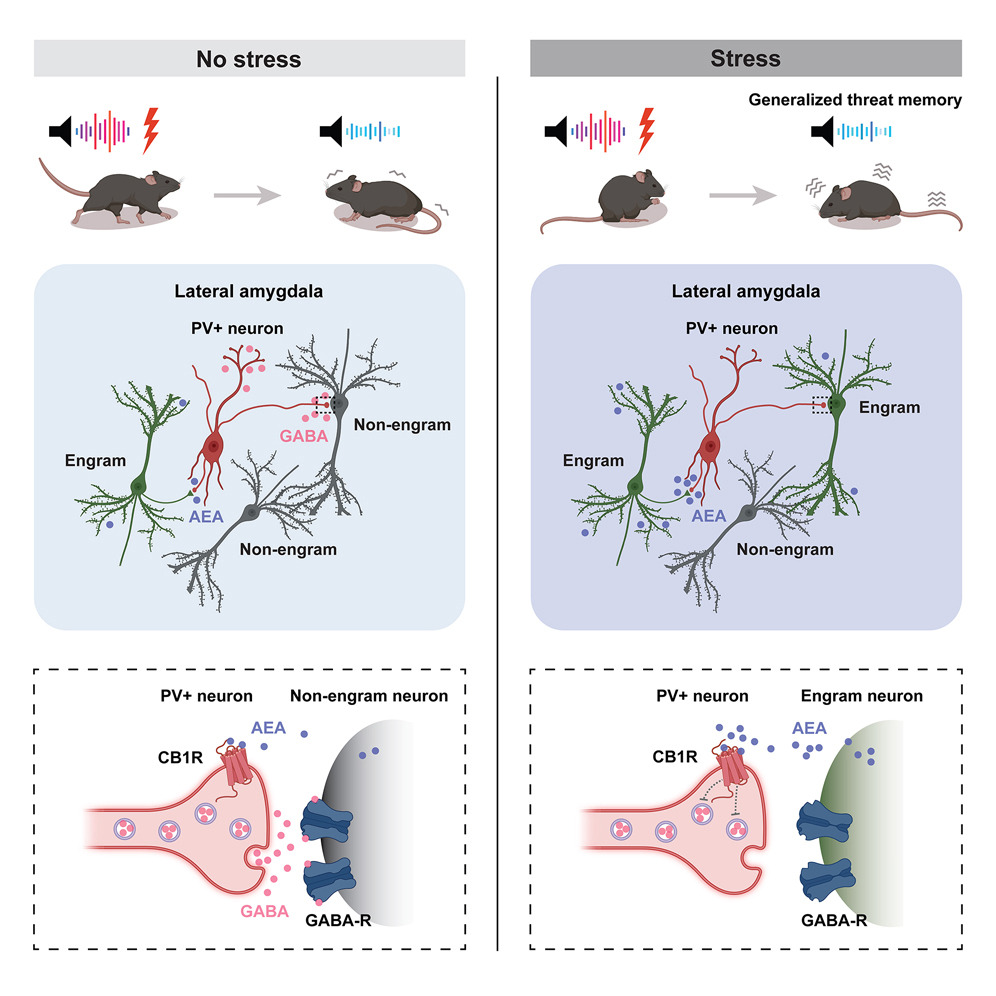 Cell Press (@cellpressnews) on Twitter photo Stressed mice overgeneralize their bad memories, making it more difficult to discern between safe and dangerous stimuli. <a href="/CellCellPress/">Cell</a>
Learn more: cell.com/cell/fulltext/β¦
<a href="/Franklandlab/">Paul Frankland</a>, <a href="/canna_brain/">Matt Hill</a>, and <a href="/sjo09/">Sheena Josselyn</a> Stressed mice overgeneralize their bad memories, making it more difficult to discern between safe and dangerous stimuli. <a href="/CellCellPress/">Cell</a>
Learn more: cell.com/cell/fulltext/β¦
<a href="/Franklandlab/">Paul Frankland</a>, <a href="/canna_brain/">Matt Hill</a>, and <a href="/sjo09/">Sheena Josselyn</a>