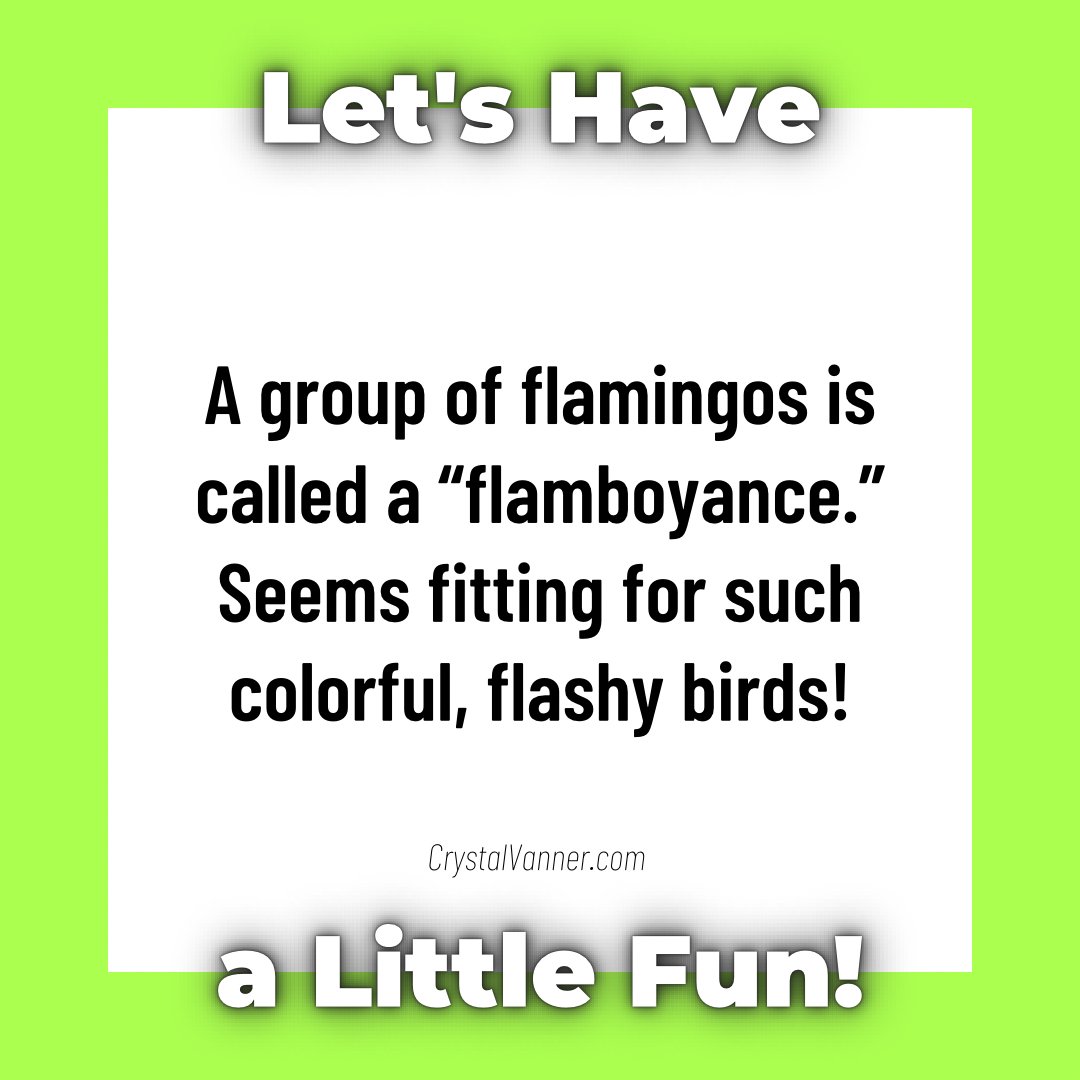 CrystalVanner's tweet photo. 🦩Well okay then! Have a little fun in the VFF Village at https://t.co/WZuiGd7nop https://t.co/rd7eImDGHT