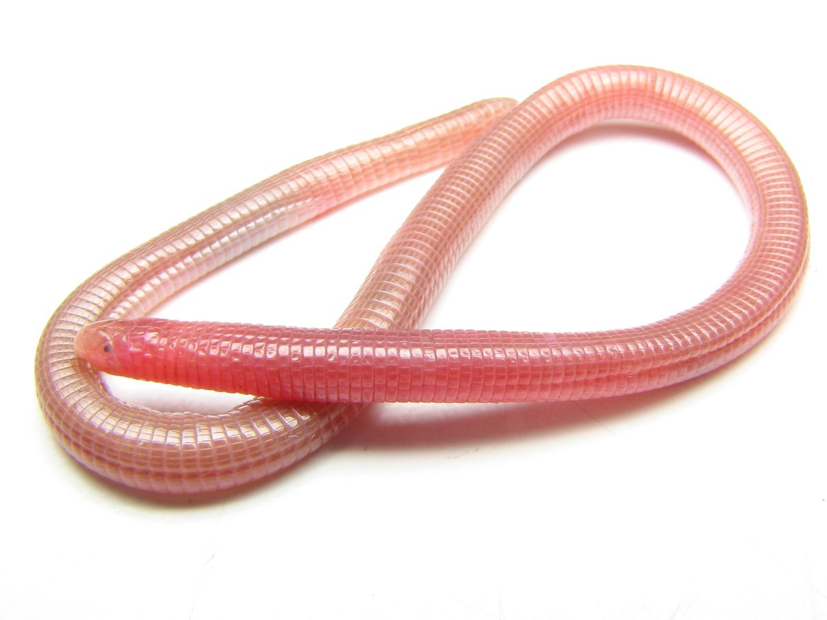 ≪Amphisbaena nana≫ é endêmica do RS, descrita em 2019 após revisão taxonômica de ≪A. munoai≫. Algumas pesquisas ecológicas foram feitas com ≪A. nana≫ sob o nome "A. munoai" há alguns anos. #WormLizardWednesday x.com/ccostah/status…
📷: <a href="/MarcioBorgesMa1/">Marcio Borges-Martins</a>