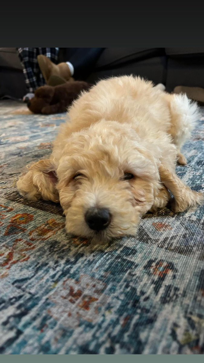Meet the newest DeCillis 🐶🐾❤️ #decillispartyof5pluspaws