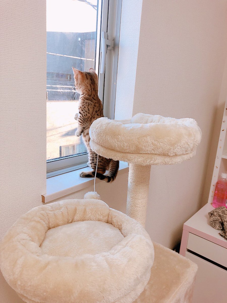MITO_HITO's tweet photo. おはようございます。今日は寒い。初めてキャットタワー使って高いところまで登った記念 https://t.co/JuIhMtnEXP