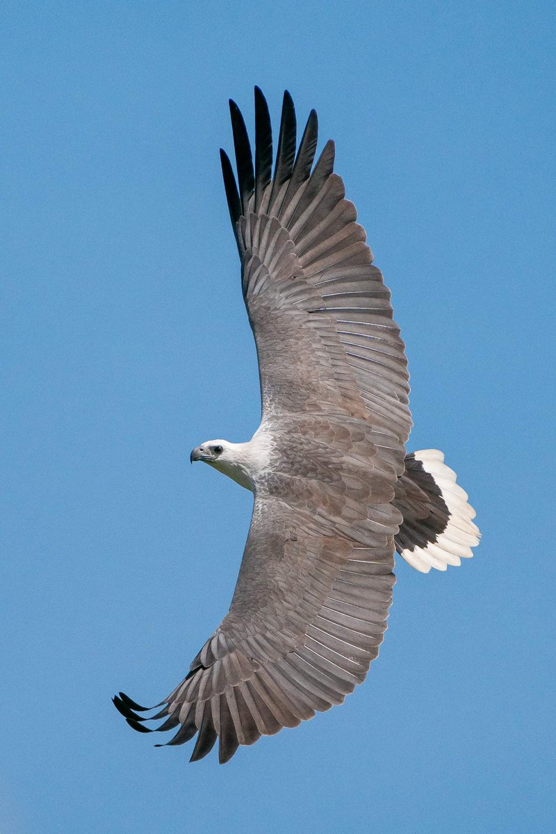 BP_Chua's tweet photo. White-bellied Sea Eagle
#bird #birdofprey #nature #wildlife #animal #birdphotography #naturephotography #Sonyalpha #Flying #SpreadWings https://t.co/IUknCIVlJJ