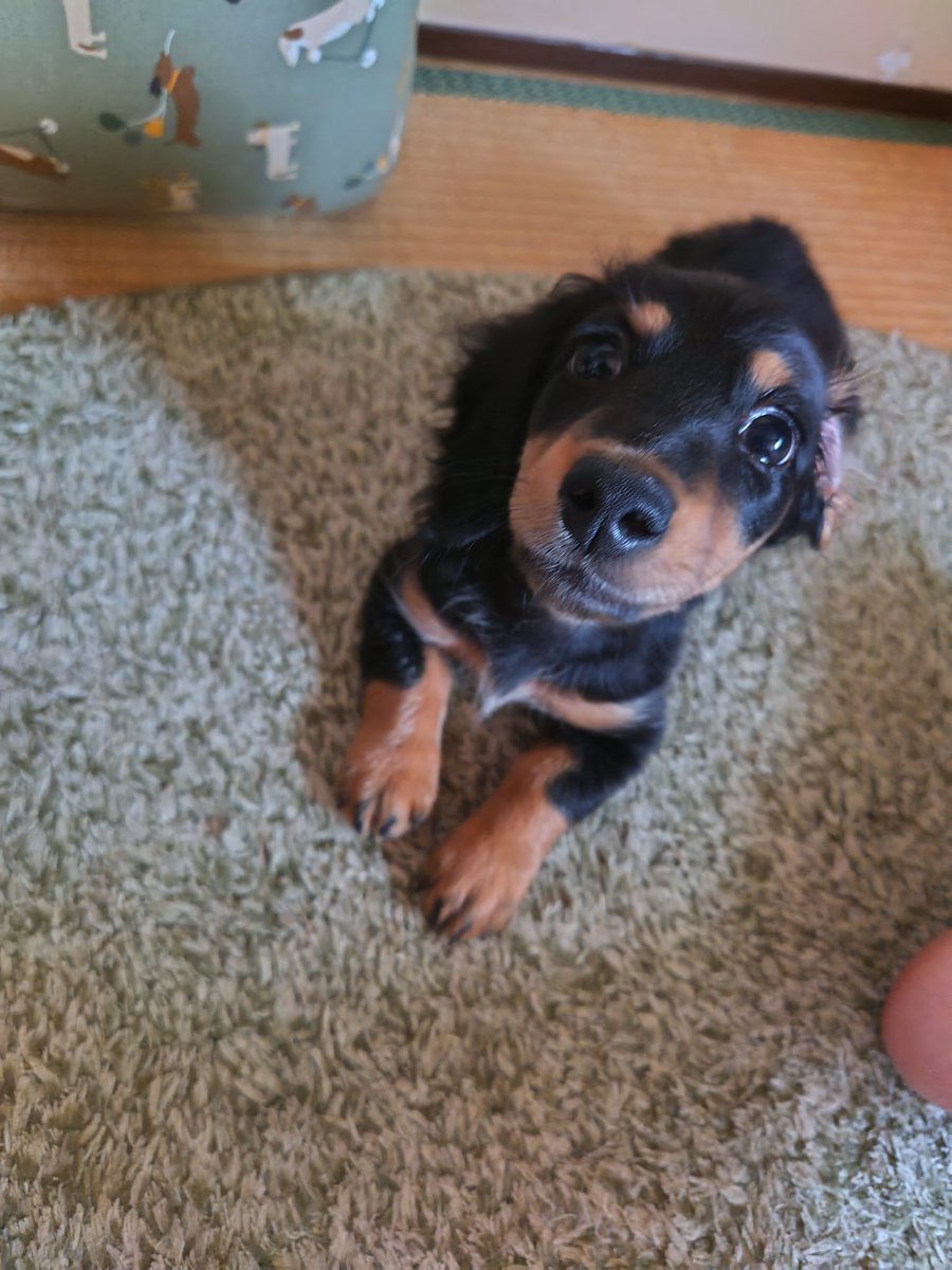 natyu8264's tweet photo. 我が家の3匹を紹介
六♂🐶2020年12月生まれ
ミニチュアシュナウザーとポメラニアンのミックス
海♂🐶2022年8月生まれ
ミニチュアダックスフンドのシルバーダップル
がく♂🐶2024年6月生まれ
ミニチュアダックスフンドのブラックアンドタン https://t.co/WDuCYDEZ06