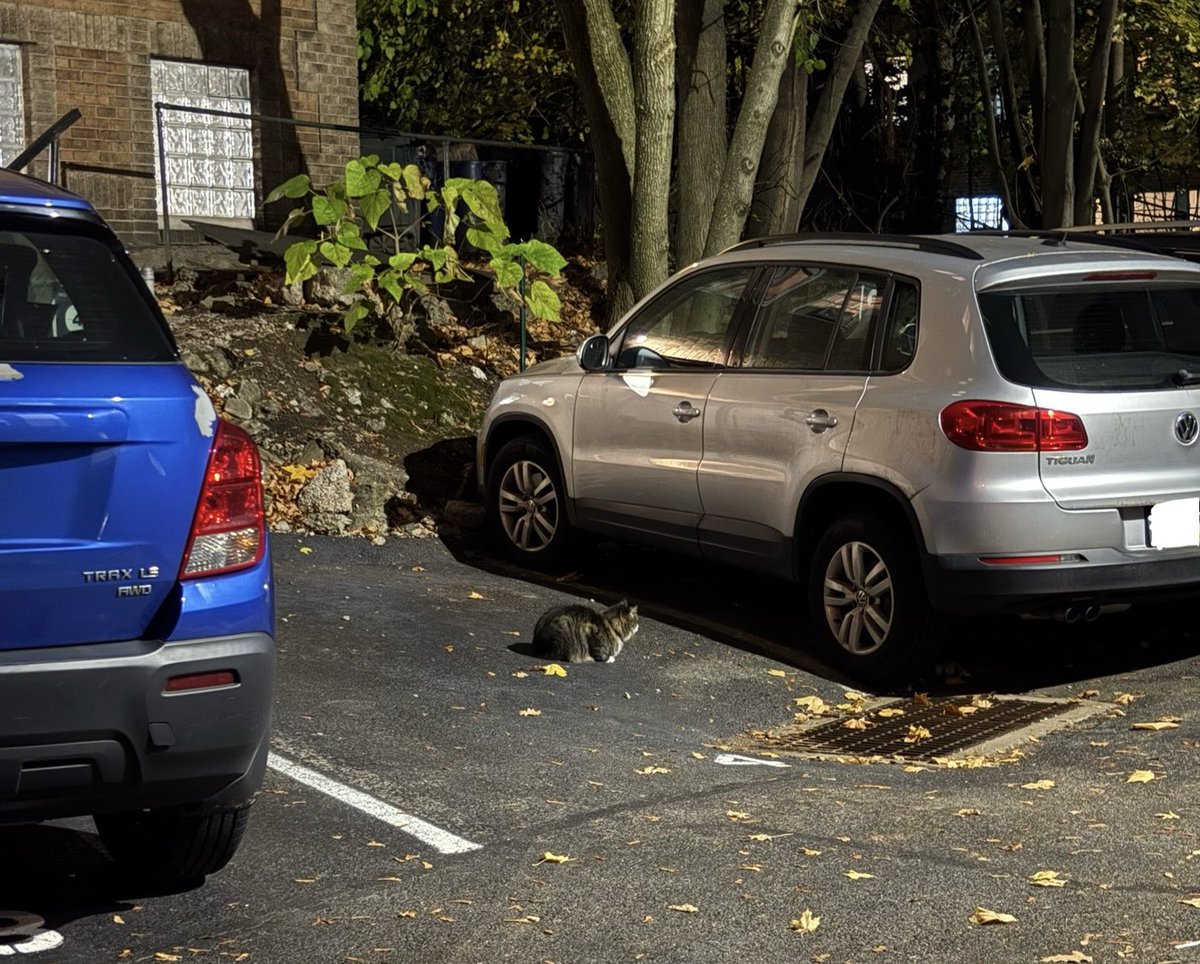 just some cars parked in the lot