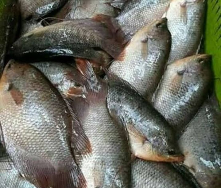 Farijan20's tweet photo. Senin, 18-11-2024 Parijan, S. St. Pi Luhkan Kab. Kebumen SatminkalBPPP Tegal pendampingan panen ikan Gurami milik Bpk Pujo Desa Kembaran - Kab. Kebumen berat 57kg harga Rp. 55.000,-/kg
 #GiatluhkanAatminkalBPPPTegal
#PUSLUHKP
#luhlapor
#dlhkp https://t.co/iYakVgVOpa