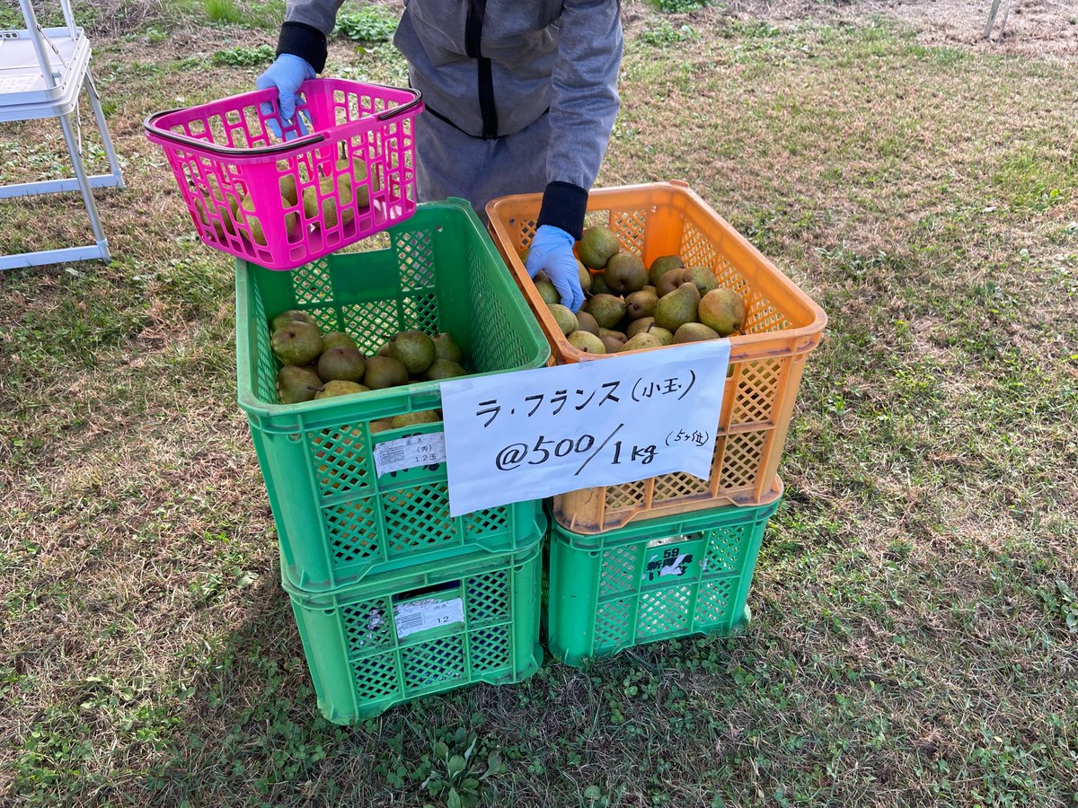 prmiharashifarm's tweet photo. 今年のりんご狩りは11/24まで。終了間近です。
防風のために植えたラ･フランスも販売中。お持ち帰りから10日程度追熟すると食べ頃になります。
#みはらしファーム https://t.co/O5eWfTV5BN