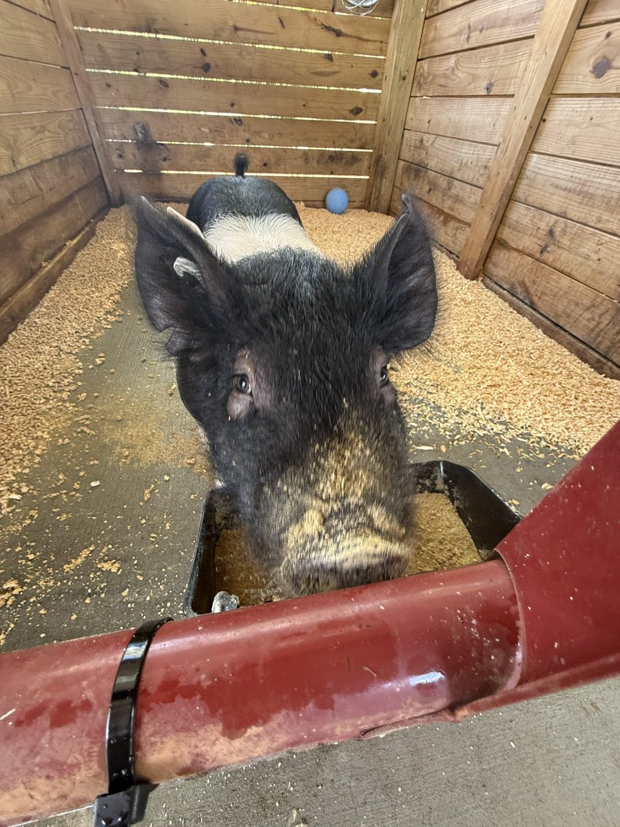 I had a softball showcase this weekend and while I was gone my sister took care of  my buddy for me. It looks like Remmi grew a little. Our 1st show is in a month.  
<a href="/alexaa_chandler/">alexa chandler</a> <a href="/egscsoftball/">East Georgia State College Softball</a> <a href="/Coach_Hatt/">Ally Hattermann</a> <a href="/GSCSoftball/">GSC Softball</a> <a href="/PiedmontSB/">Piedmont Lions Softball</a> <a href="/tmartin1314/">tmartin</a> <a href="/COACHDREWGREER/">Drew Greer</a> <a href="/ABACFillies/">ABAC Softball</a>