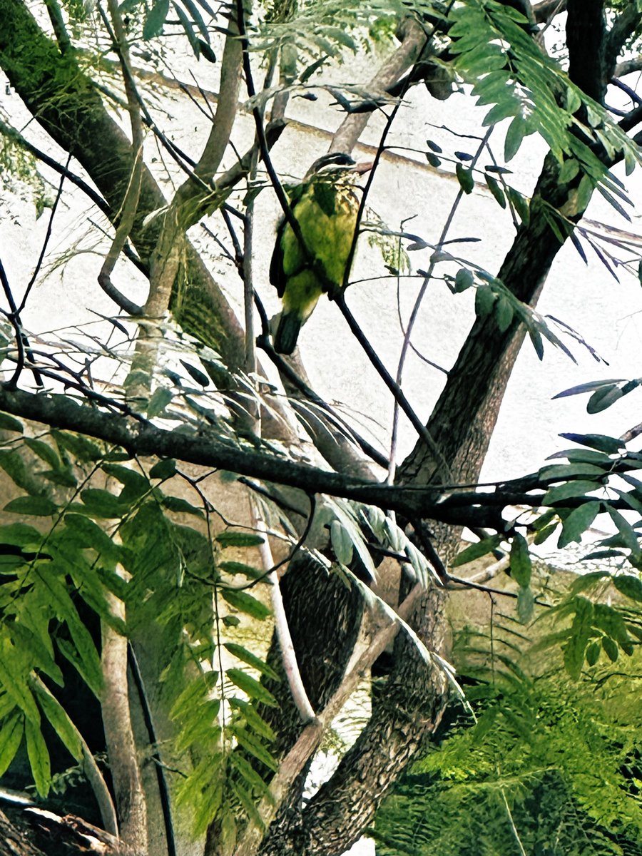 vrundavs's tweet photo. Little green barbet…has grown up💓
He/she was ok to sit in front of me & pose
#walktimebirding #barbets #birds #vrupix https://t.co/EyNwbVrS8Q