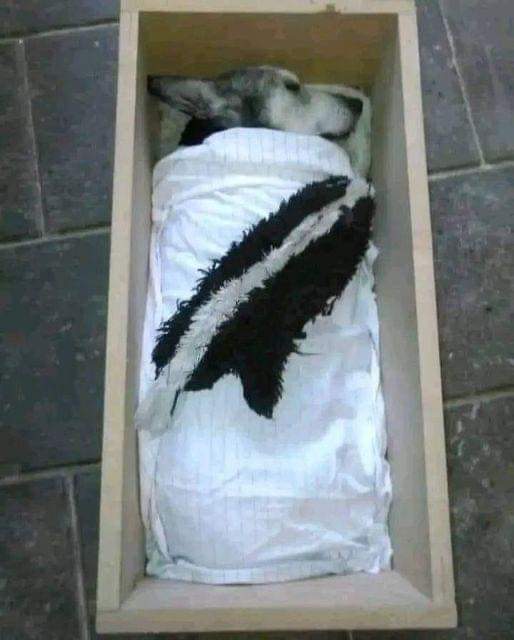 Yesterday I said goodbye to my sweet Roxy and my heart is broken 😔😔 It's the first time that sweet face wasn't looking at me when I opened my eyes in the morning 💔💔 I've had many pets but this baby stole my heart. Rip Roxy 💔🕊️😓