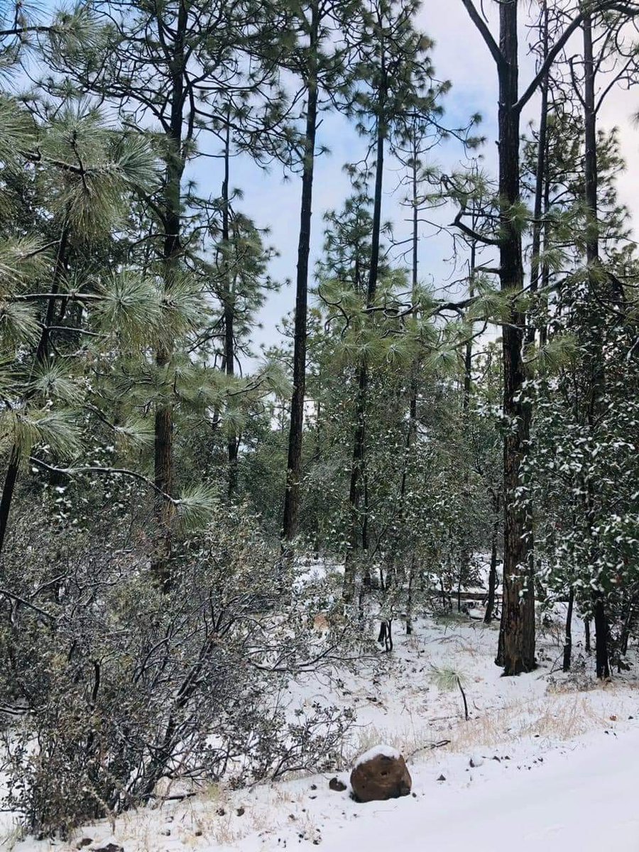 El Mitotero tweet media