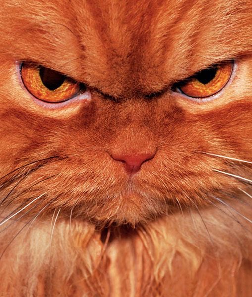 GrumpyCatAvax's tweet photo. GM #avax army
Are we ready to rock?

#crypto #nft #avacatx https://t.co/5fvR2awMjD