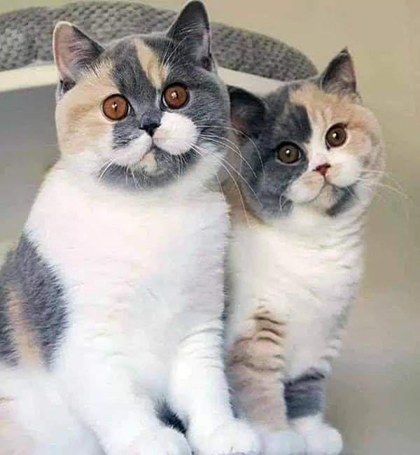 These cats are absolutely beautiful 😍
