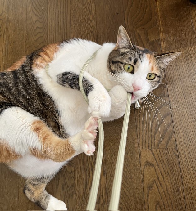 紐で遊んでたら自分の身体に絡みついているの気づいた顔
#途方に暮れてたので救出シリーズ