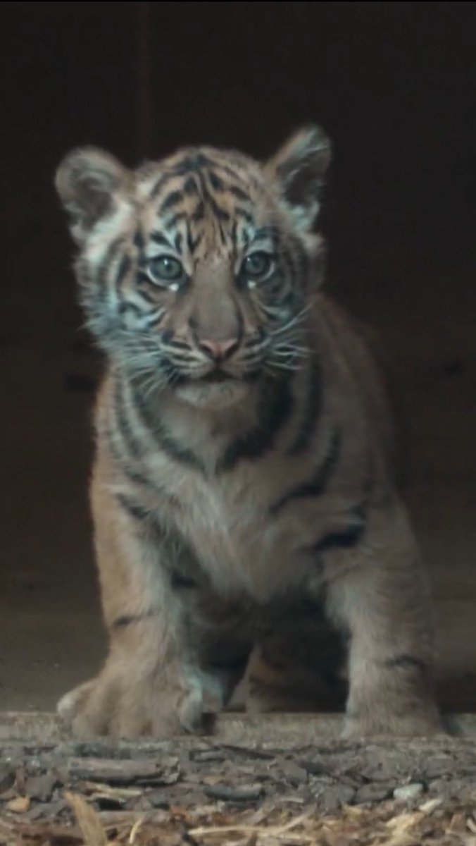 manlike_gaius's tweet image. $Barong coded

6UtX8NsdgvzZSWBe78htkFJiGQQJUYgRvT3RAbBheFh9