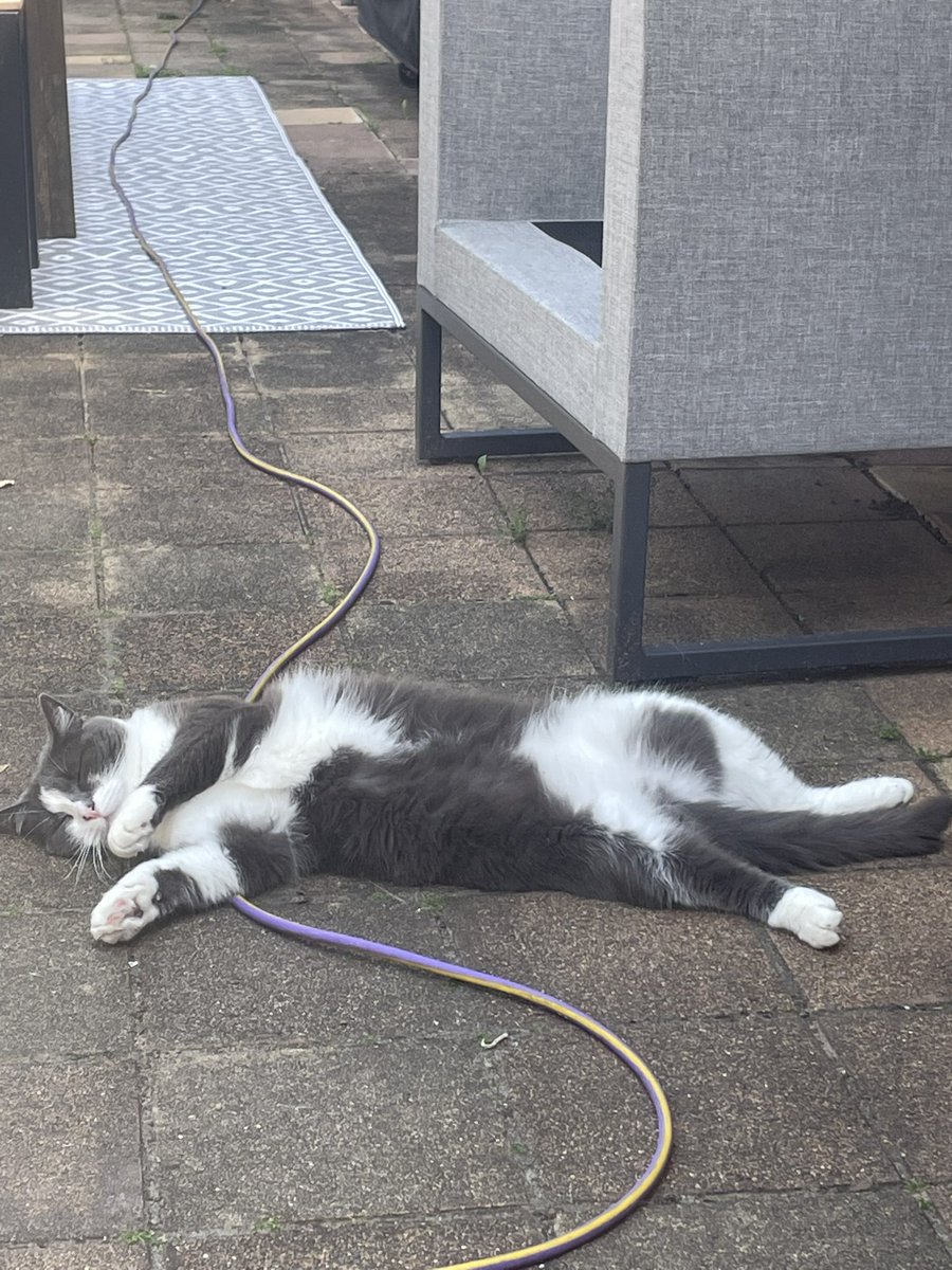 apositivejl's tweet photo. @RuthWobbles Recharging her batteries on the hot pavers in Oz https://t.co/AizDu3m2HL