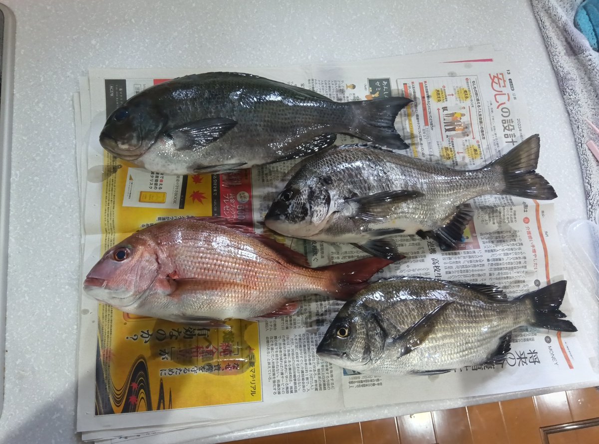 CoDencom's tweet photo. 昨晩の釣果。
ちっちゃいケド真鯛ゲット
50くらいの釣れたけどタモ入れの際バレちった。 https://t.co/mTO8sfaWNB